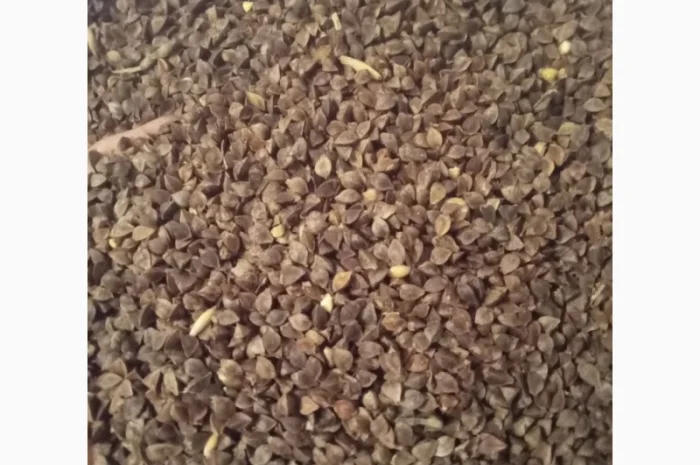 Продаю гречку сорту Арно для посіву- фото № 1