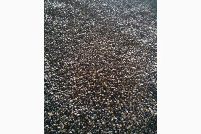 Гречка "Арно" (Посівну) у продажу- фото № 2