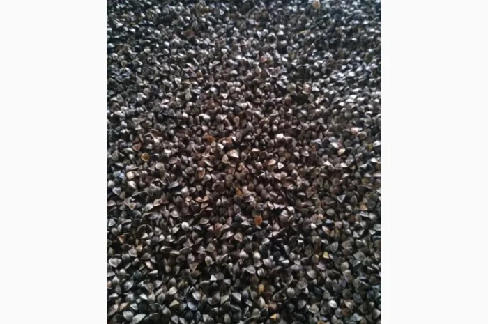 Гречка "Арно" (Посівну) у продажу- фото № 3