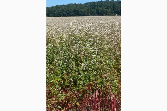 Продается органическая гречка- фото № 1