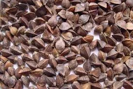 Продаж гречки. Високоякісна гречка з доставкою- фото № 1