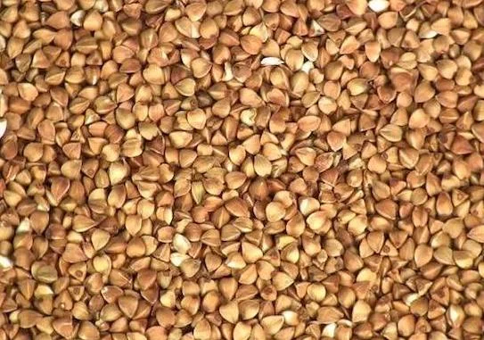 Зерно гречки- фото № 1