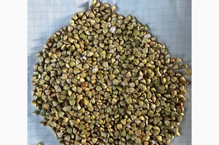 Зелена гречка- фото № 1