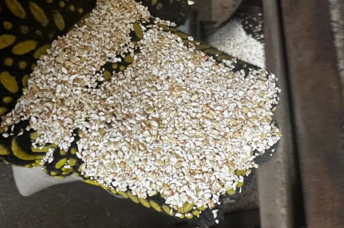 Зелена гречка- фото № 2