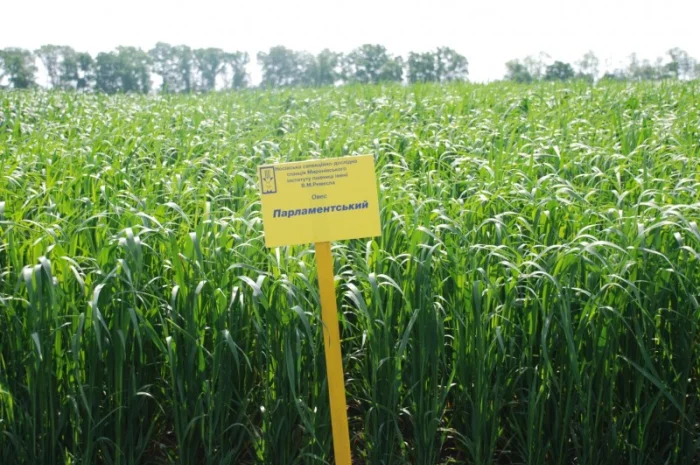 Продаж насіння овса посівного- фото № 2