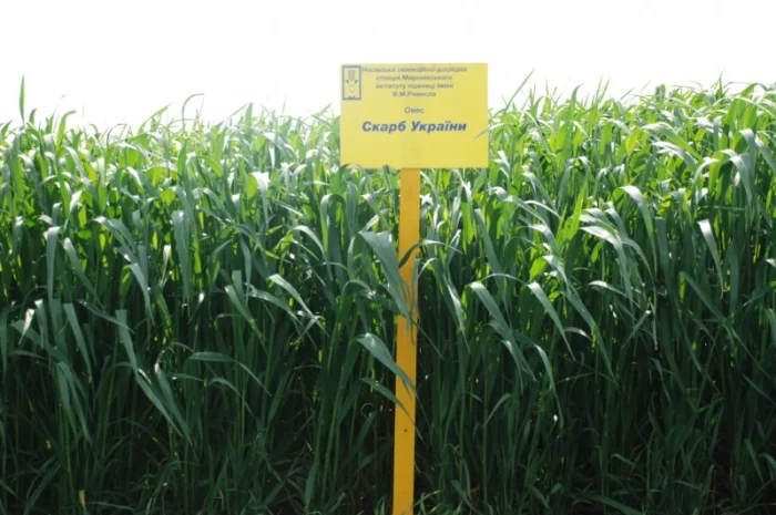 Продаж насіння овса посівного- фото № 1