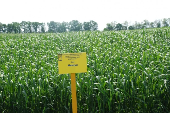 Продаж насіння овса посівного- фото № 3