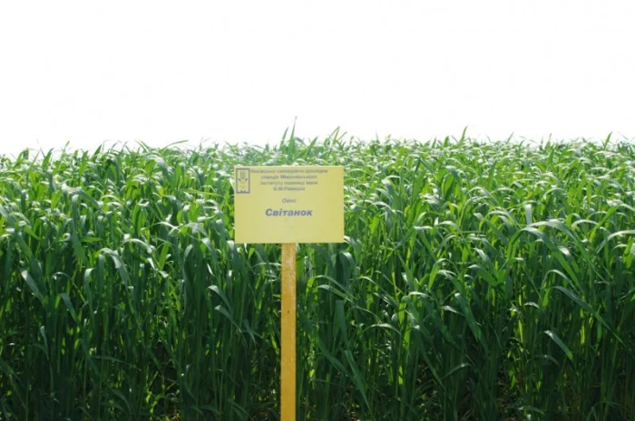 Продаж насіння овса посівного- фото № 4