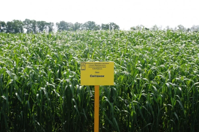 Продаж насіння овса посівного- фото № 5