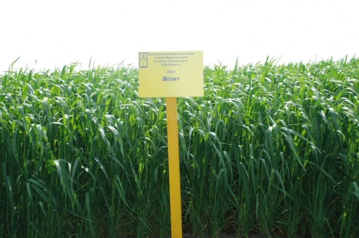 Продаж насіння овса посівного- фото № 6