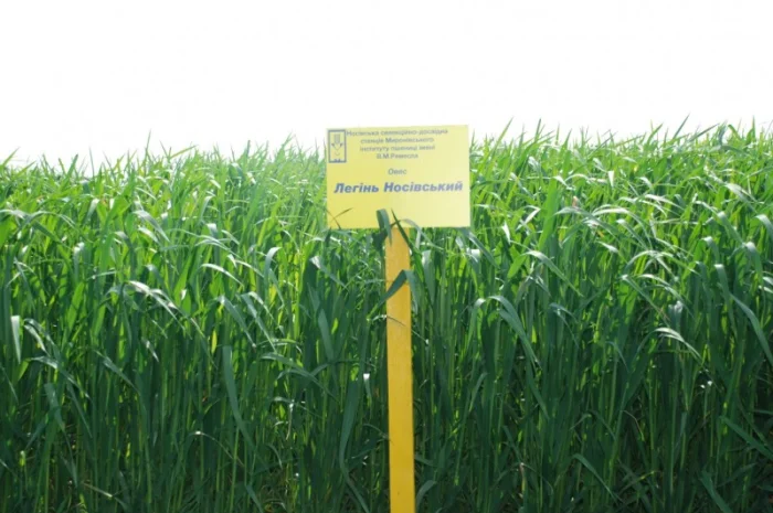 Высокопродуктивный овес посевной- фото № 7