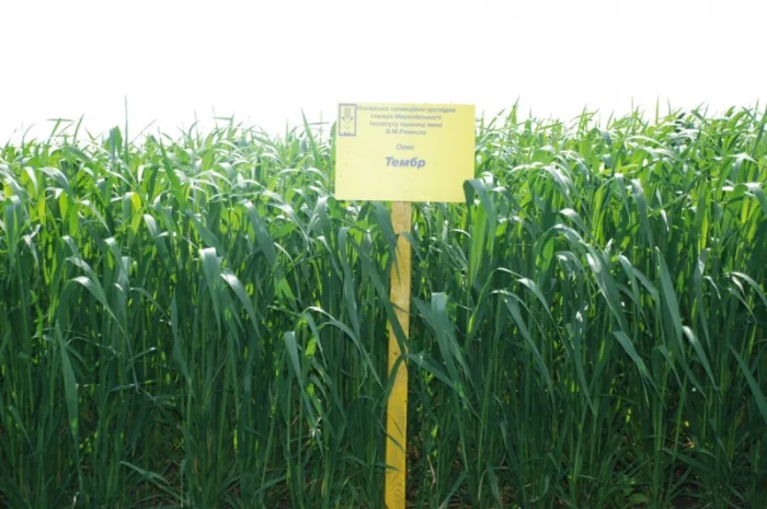 Продаж насіння овса посівного- фото № 9