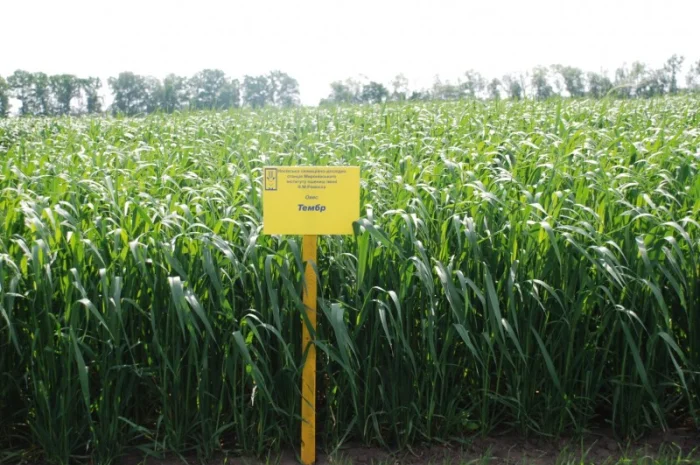 Продаж насіння овса посівного- фото № 10