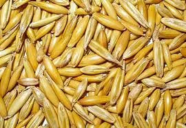 Овес сорт Зубр на продаж- фото № 1