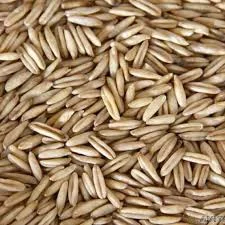 Продаж насіння вівса голозерного Самуель еліта- фото № 1