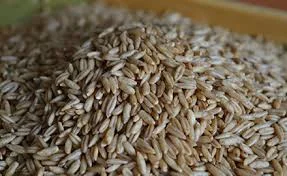 Семена овса голозерного Скарб України на продаж- фото № 1