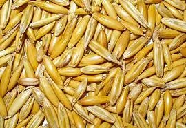 Продаж семян овса СПОНТАНО элита 1 репрод- фото № 1