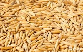 Продаж насіння вівса Бусол- фото № 1