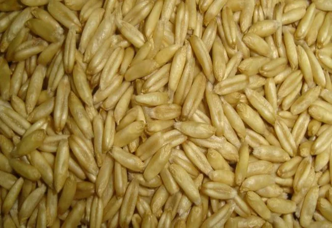 Куплю овес голозерний- фото № 1