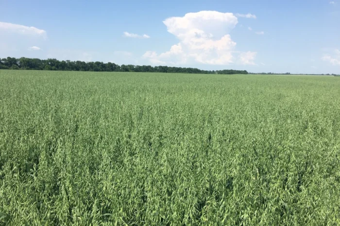 Овес посівний Нептун на продаж- фото № 1