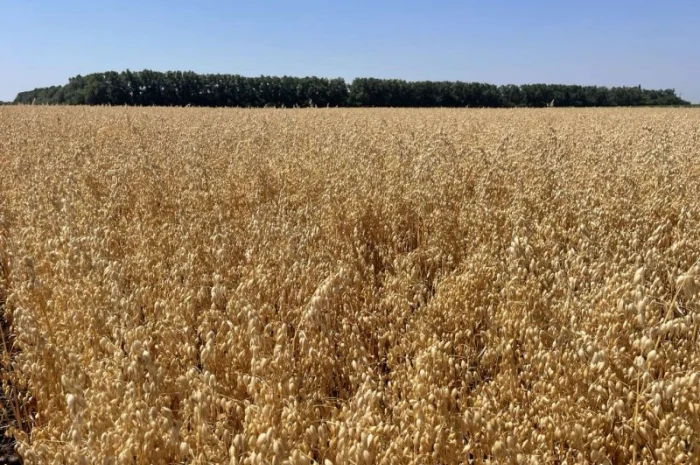 Овес посівний Нептун на продаж- фото № 2