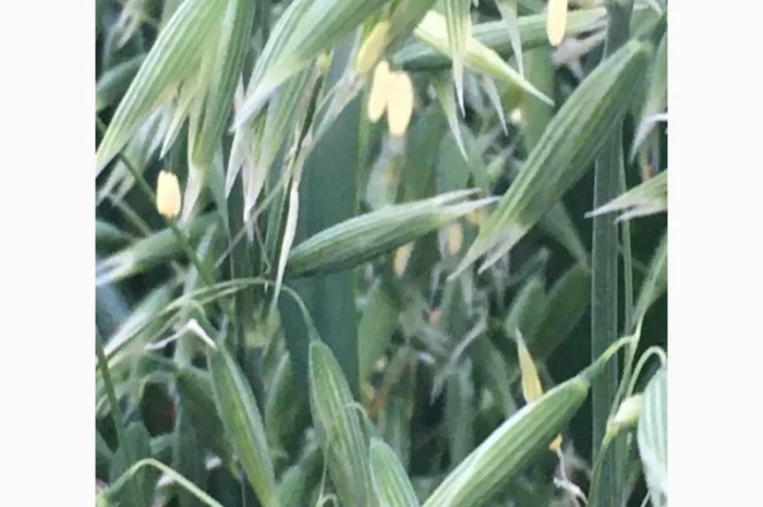 Овес посівний Нептун на продаж- фото № 3