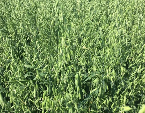 Овес посівний Нептун на продаж- фото № 4