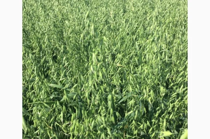 Овес Нептун для посіву- фото № 2