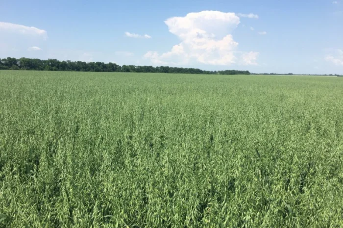 Овес Нептун для посіву- фото № 3