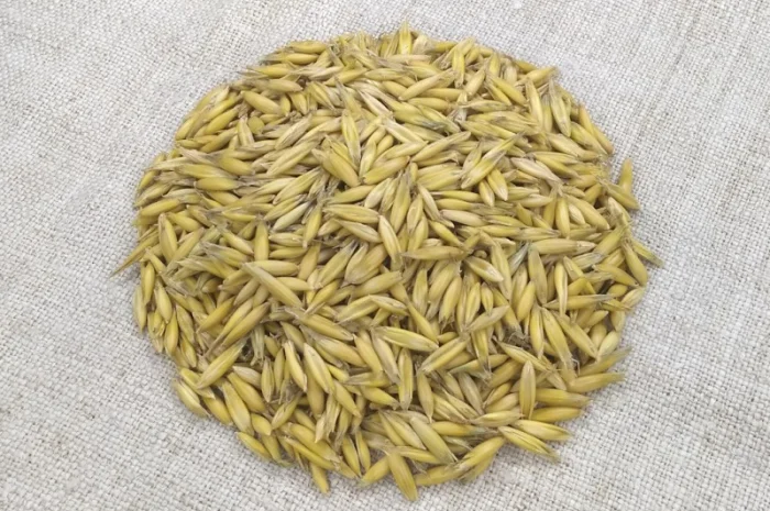 Продаж овса посівного Світанок- фото № 1