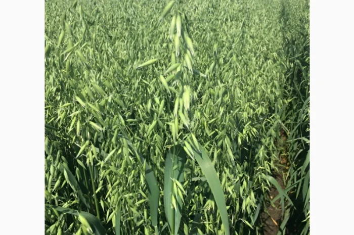 Продаж овса посівного Світанок- фото № 2