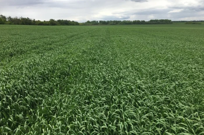 Продаж овса посівного Світанок- фото № 3