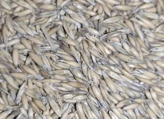 Продажа овса Прокоп для посіву- фото № 1