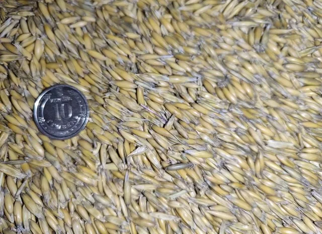 Продажа овса Прокоп для посіву- фото № 2