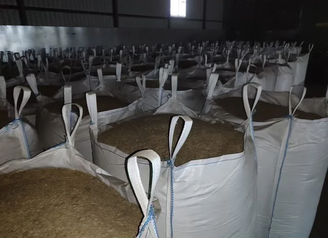 Продажа овса Прокоп для посіву- фото № 3