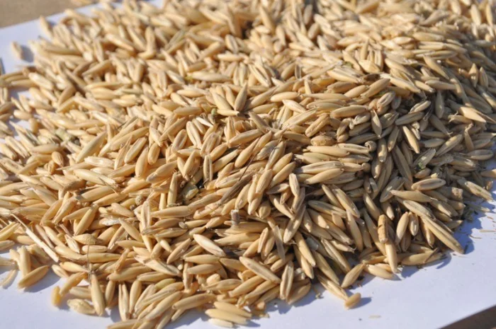 Закупівля овса нового врожаю- фото № 1