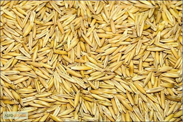 Куплю овес с самовывозом- фото № 1