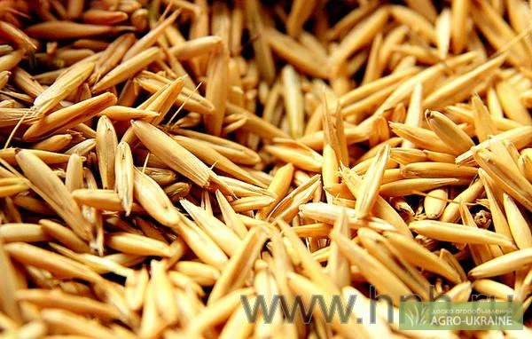 Покупка овса з натурою від 450 г/л- фото № 1