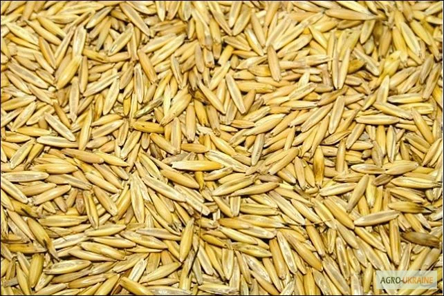 Закуповуємо овес з самовивозом- фото № 1