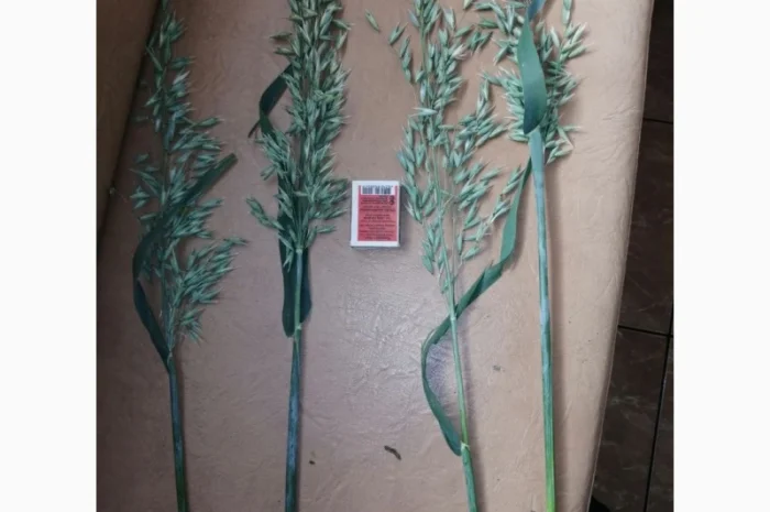 Овес на посів, сорти Парламентський та Світанок C-1- фото № 2