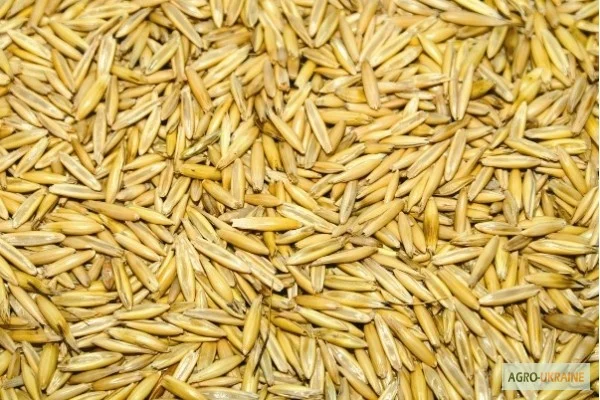 Закупівля овса- фото № 1