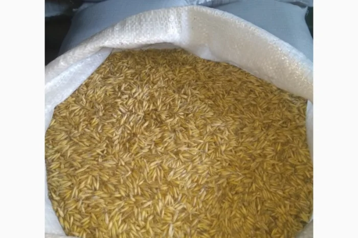 Овес, насіння вівса- фото № 1