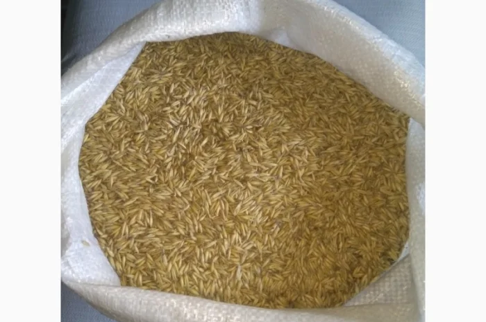 Овес, насіння вівса- фото № 2