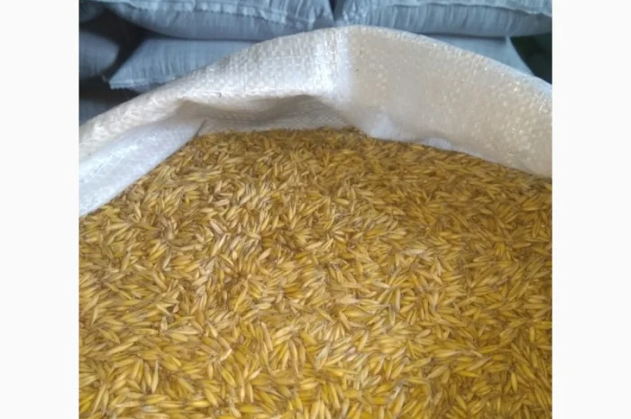 Овес, насіння вівса- фото № 3