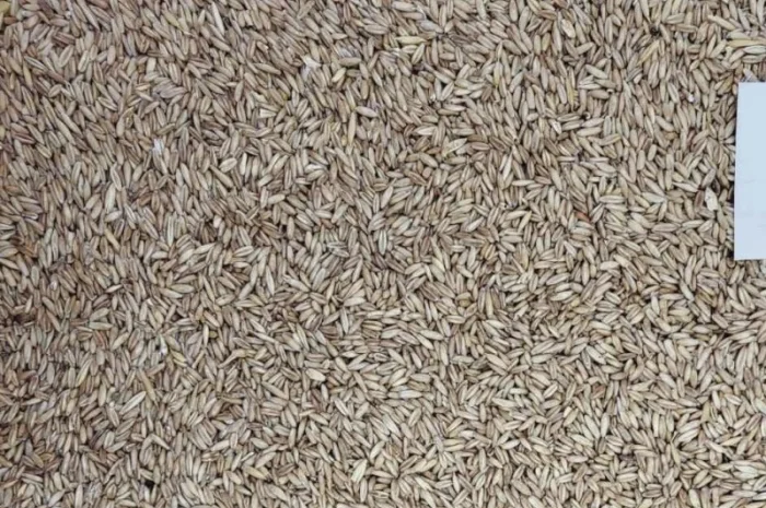 Овес голозерний сорт Скарб України 2р з ПДВ- фото № 1