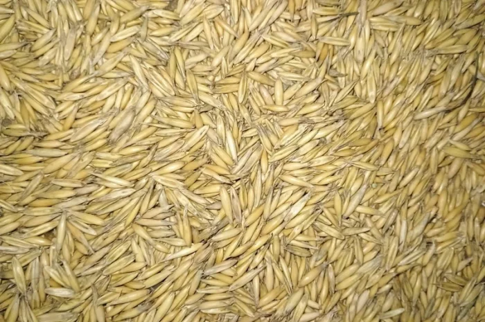 Продам овес- фото № 1