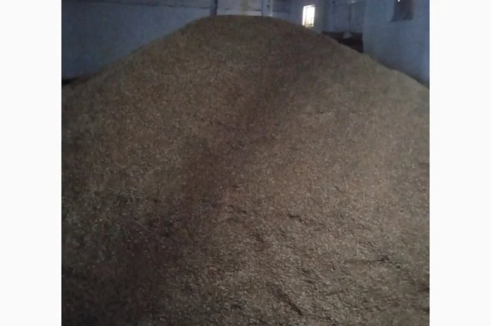 Продажа овса Нептун- фото № 2