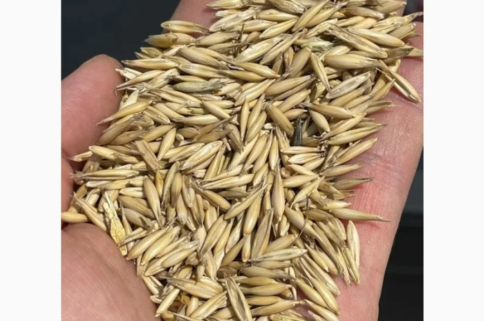 Купуємо овес для переробки з пдв та без- фото № 1