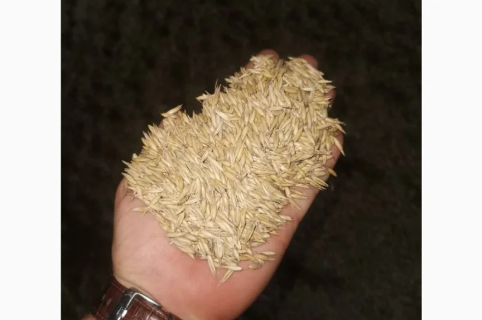 Продам Овес парламентский- фото № 1