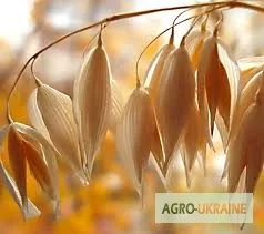 Купівля овса- фото № 1